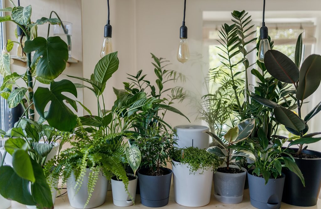 Feng Shui e plantas: como usar dentro de casa e significados de cada tipo