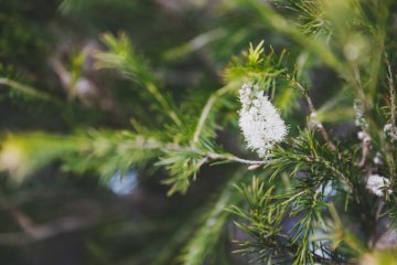 Óleo essencial de melaleuca: benefícios e para que serve