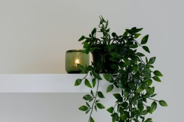 Feng Shui: guia das plantas para dentro de casa