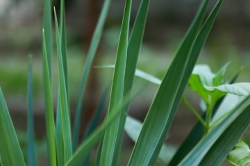 Óleo essencial de vetiver: para que serve e como usar