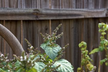 Óleo essencial de patchouli: para que serve e benefícios
