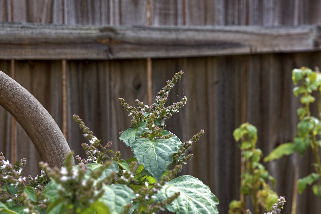 Óleo essencial de patchouli: para que serve e benefícios