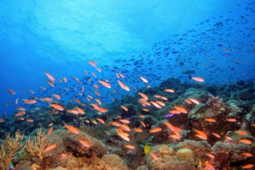 Sonhar com peixe: o que significa?
