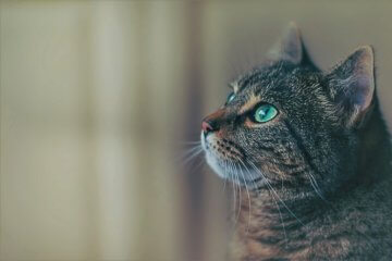 Sonhar com gato: o que significa?