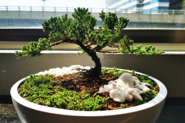 O que significa ter um Bonsai dentro de casa