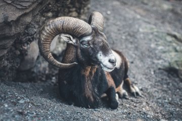 Sol em Áries 2022: como cada signo pode aproveitar o período