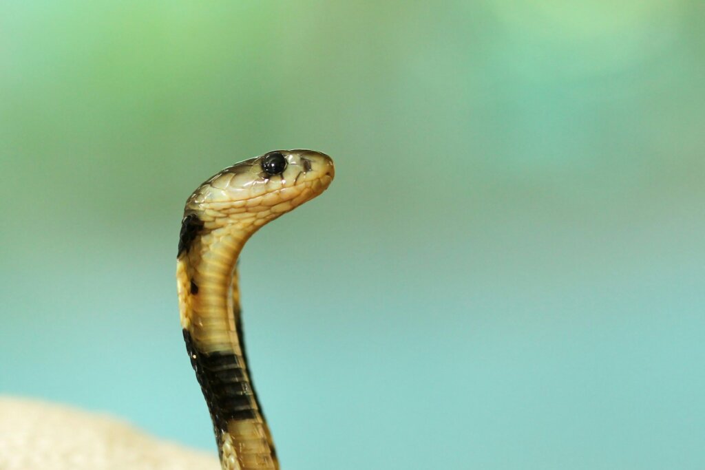 sonhar com cobra